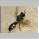 Crabro scutellatus - Grabwespe m10b 8-9mm - Sandgrube Niedringhaussee.jpg